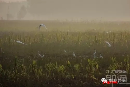 連日來，一群約有40只的白鷺棲息在邯鄲廣平縣東張孟鄉(xiāng)附近的一片玉米田地里。時而戲耍，時而自由自在地飛翔，它們描繪了一幅自然秀美的田園風(fēng)景。